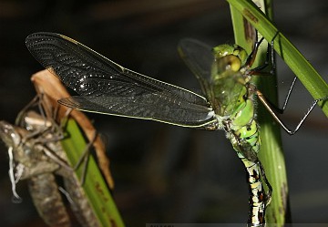 Anax imperator