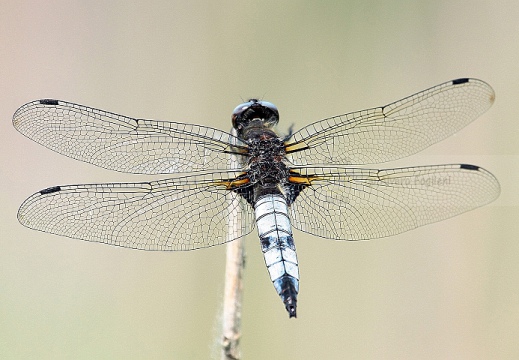 Libellula Fulva - Libellula Frontenera