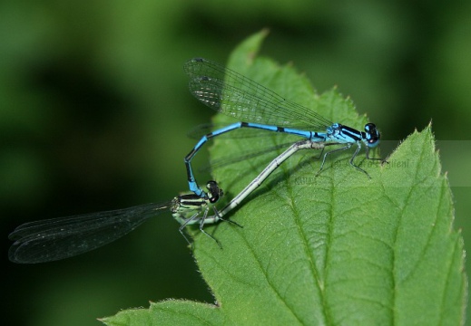 Anallagma cyathigerum