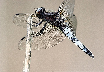 Libellula Fulva - Libellula Frontenera