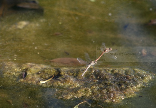 Sympetrum