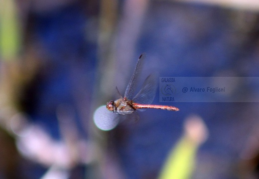 Sympetrum