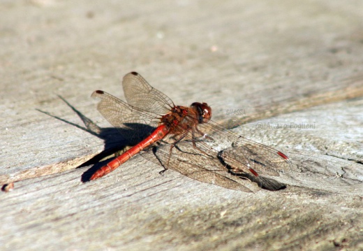 Sympetrum