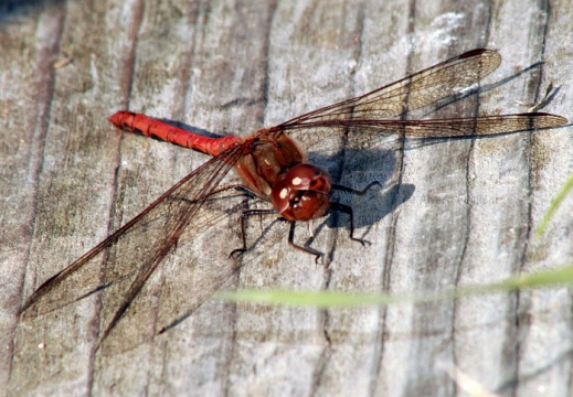 Sympetrum