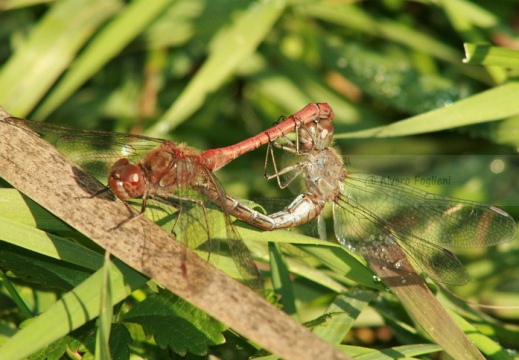 Sympetrum