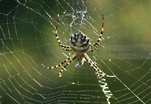 Argiope-1