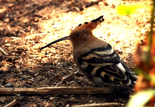 UPUPA - Hoopoe - Upupa epops - Luogo: Area di fitodepurazione "Le Meleghine" (MO) - Autore: Alvaro