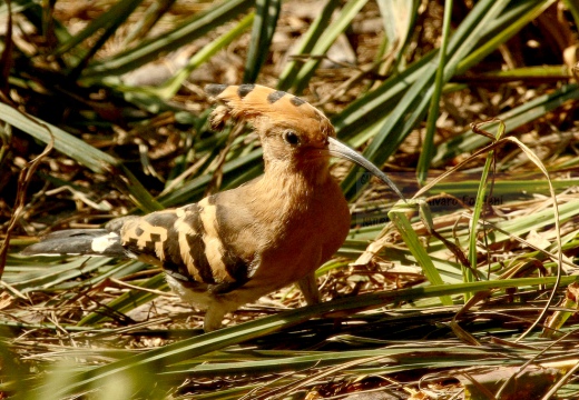 UPUPA - Hoopoe - Upupa epops - Luogo: Area di fitodepurazione "Le Meleghine" (MO) - Autore: Alvaro