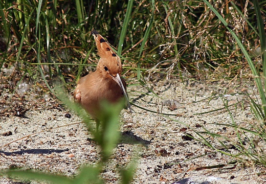 UPUPA - Hoopoe - Upupa epops - Luogo: Parco della Valle del Ticino - Cameri (NO) - Autore: Alvaro