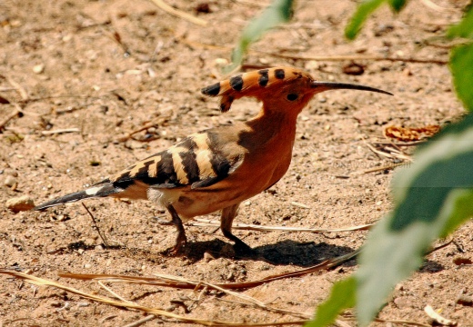 UPUPA - Hoopoe - Upupa epops - Luogo: Area di fitodepurazione "Le Meleghine" (MO) - Autore: Alvaro
