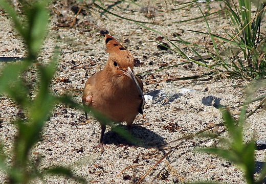 UPUPA - Hoopoe - Upupa epops - Luogo: Parco della Valle del Ticino - Cameri (NO) - Autore: Alvaro