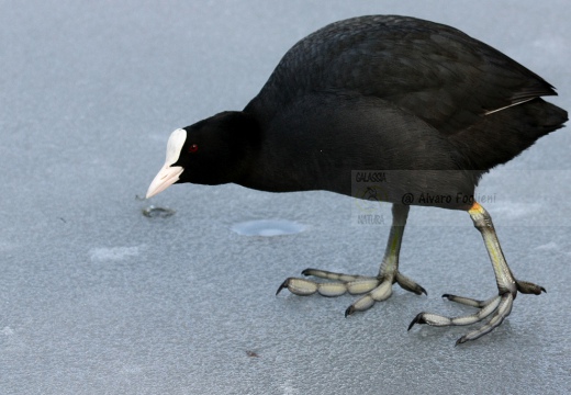 FOLAGA - Coot - Fulica atra - Luogo: Lago di Sartirana - Merate (LC) - Autore: Alvaro