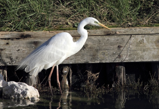 AIRONE BIANCO MAGGIORE, Great Egret, Egretta alba - Luogo: Valli di Comacchio (FE) - Autore: Alvaro 