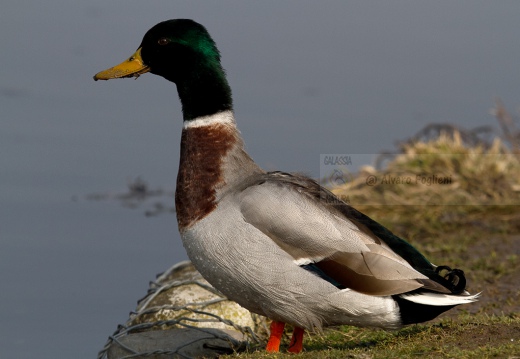 GERMANO REALE - Mallard - Anas platyrhynchos - Luogo: Lago di  Sartirana (LC) - Autore: Alvaro