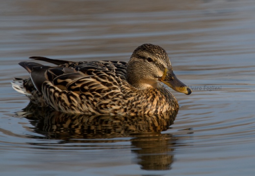 GERMANO REALE - Mallard - Anas platyrhynchos - Luogo: Lago di  Sartirana (LC) - Autore: Alvaro