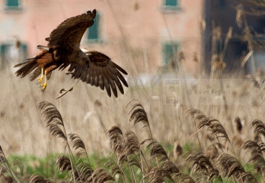 FALCO DI PALUDE - Marsh Harrier - Circus aeruginosus - Luogo: Oasi di Tivoli (MO) - Autore: Alvaro