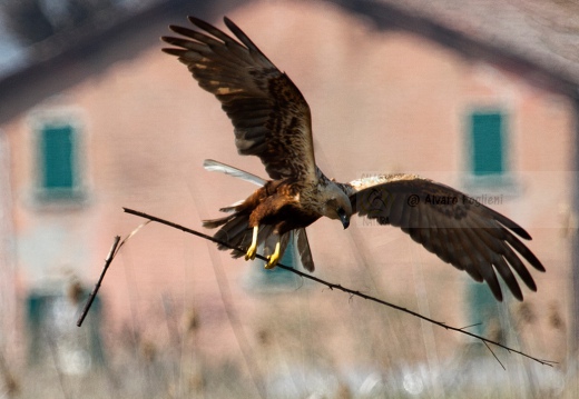 FALCO DI PALUDE - Marsh Harrier - Circus aeruginosus - Luogo: Oasi di Tivoli (MO) - Autore: Alvaro