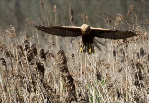 FALCO DI PALUDE - Marsh Harrier - Circus aeruginosus - Luogo: Oasi di Tivoli (MO) - Autore: Alvaro