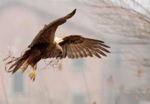 FALCO DI PALUDE - Marsh Harrier - Circus aeruginosus - Luogo: Oasi di Tivoli (MO) - Autore: Alvaro