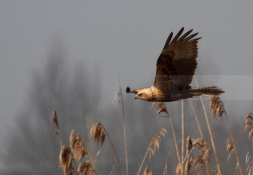 FALCO DI PALUDE - Marsh Harrier - Circus aeruginosus - Luogo: Oasi di Tivoli (MO) - Autore: Alvaro