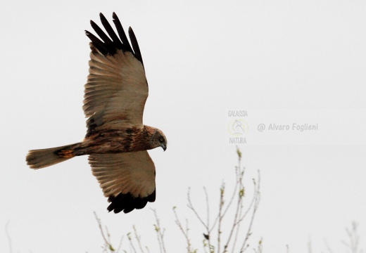 FALCO DI PALUDE - Marsh Harrier - Circus aeruginosus - Luogo: Oasi di Tivoli (MO) - Autore: Alvaro