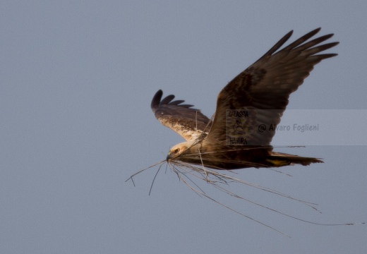 FALCO DI PALUDE - Marsh Harrier - Circus aeruginosus - Luogo: Oasi di Tivoli (MO) - Autore: Alvaro