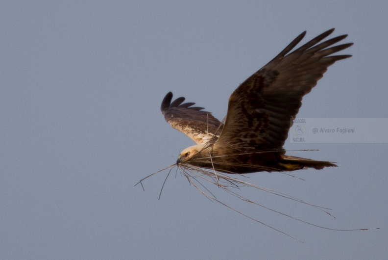FALCO DI PALUDE - Marsh Harrier - Circus aeruginosus - Luogo: Oasi di Tivoli (MO) - Autore: Alvaro