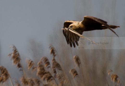 FALCO DI PALUDE - Marsh Harrier - Circus aeruginosus - Luogo: Oasi di Tivoli (MO) - Autore: Alvaro