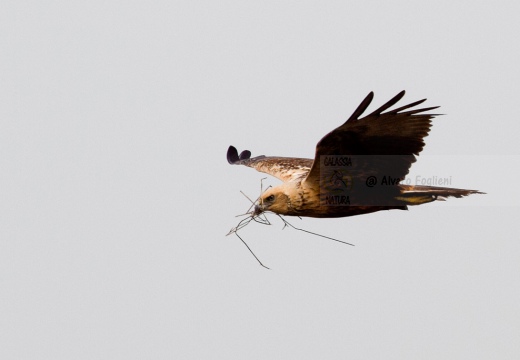 FALCO DI PALUDE - Marsh Harrier - Circus aeruginosus - Luogo: Oasi di Tivoli (MO) - Autore: Alvaro