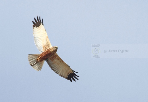 FALCO DI PALUDE - Marsh Harrier - Circus aeruginosus - Luogo: Oasi di Tivoli (MO) - Autore: Alvaro