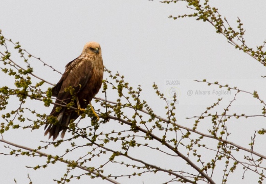 FALCO DI PALUDE - Marsh Harrier - Circus aeruginosus - Luogo: Oasi di Tivoli (MO) - Autore: Alvaro