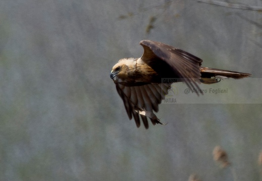 FALCO DI PALUDE - Marsh Harrier - Circus aeruginosus - Luogo: Oasi di Tivoli (MO) - Autore: Alvaro