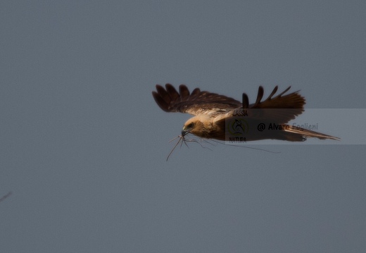 FALCO DI PALUDE - Marsh Harrier - Circus aeruginosus - Luogo: Oasi di Tivoli (MO) - Autore: Alvaro