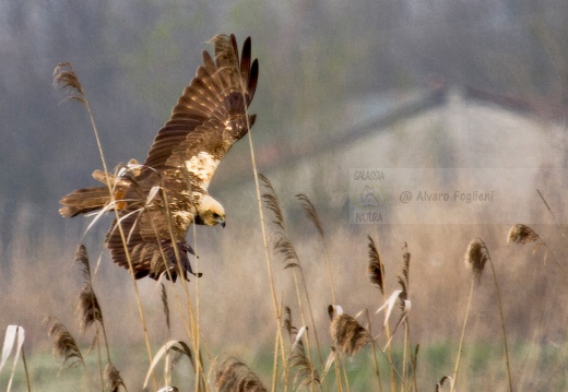 FALCO DI PALUDE - Marsh Harrier - Circus aeruginosus - Luogo: Oasi di Tivoli (MO) - Autore: Alvaro