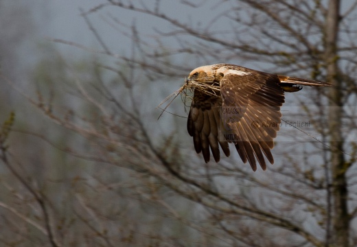 FALCO DI PALUDE - Marsh Harrier - Circus aeruginosus - Luogo: Oasi di Tivoli (MO) - Autore: Alvaro
