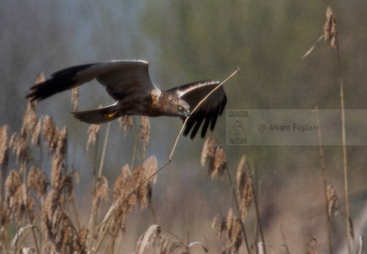 FALCO DI PALUDE - Marsh Harrier - Circus aeruginosus - Luogo: Oasi di Tivoli (MO) - Autore: Alvaro