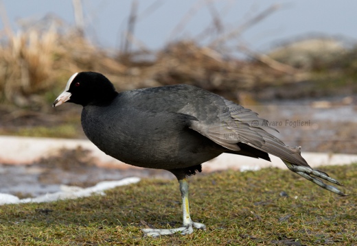 FOLAGA - Coot - Fulica atra - Luogo: Oasi di Tivoli  (MO) - Autore: Alvaro