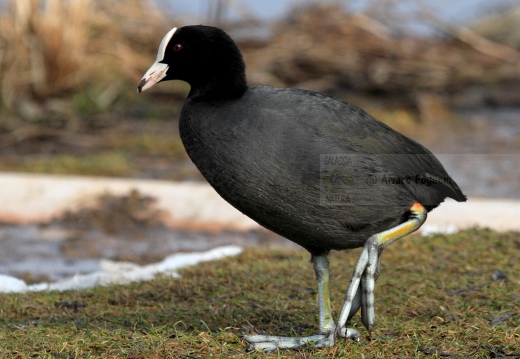 FOLAGA - Coot - Fulica atra - Luogo: Oasi di Tivoli  (MO) - Autore: Alvaro