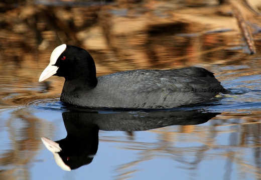 FOLAGA - Coot - Fulica atra - Luogo: Lago di Garda - Spiaggia Brema - Sirmione  (BS) - Autore: Alvaro