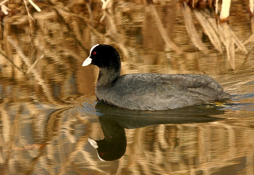 FOLAGA - Coot - Fulica atra - Luogo: Lago di Garda - Spiaggia Brema - Sirmione  (BS) - Autore: Alvaro