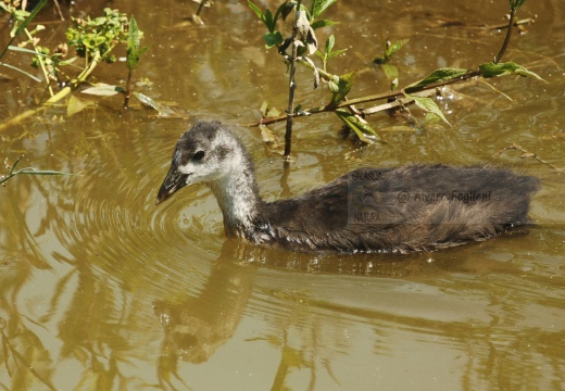 FOLAGA (piccolo) - Coot - Fulica atra - Luogo: Oasi Tivoli-Manzolino (MO) - Autore: Alvaro 