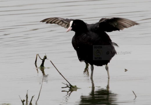 FOLAGA - Coot - Fulica atra - Luogo: - Oasi di Manzolino (MO) - Autore: Alvaro