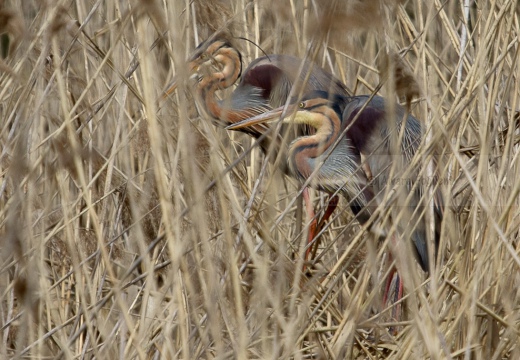 AIRONE ROSSO - Purple Heron - Ardea purpurea - Luogo: Oasi di Tivoli (MO) - Autore: Alvaro