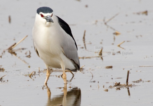 NITTICORA - Night Heron - Nycticorax nycticorax - Luogo: Risaie novaresi - Località: Risaie vercellesi - Tronzano (VC) - Autore: Alvaro 