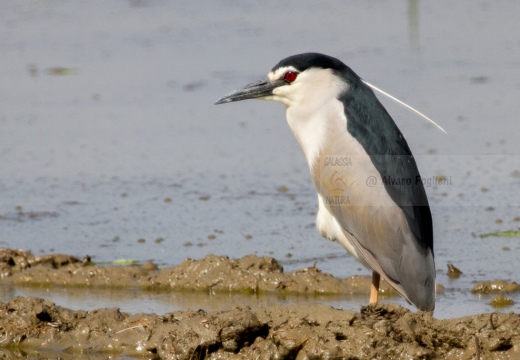 NITTICORA - Night Heron - Nycticorax nycticorax - Luogo: Risaie novaresi - Località: Risaie vercellesi - Tronzano (VC) - Autore: Alvaro 