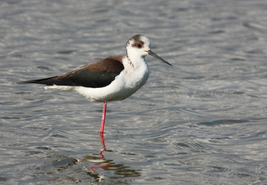 CAVALIERE D'ITALIA, Black-winged Stilt, Himantopus himantopus - Luogo: risaie pavesi (PV) - Autore: Alvaro 