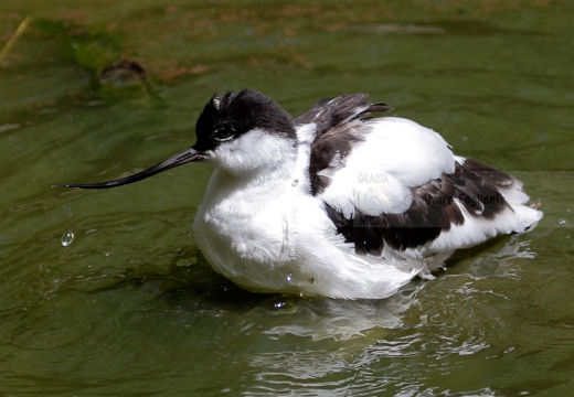 AVOCETTA - Avocet - Recurvirostra avosetta - Luogo: Riserva naturale Diaccia Botrona (GR) - Autore: Alvaro 