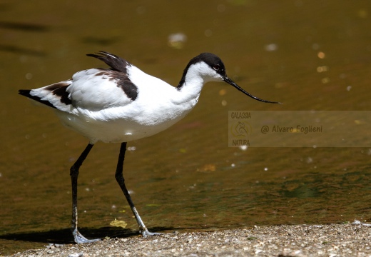 AVOCETTA - Avocet - Recurvirostra avosetta - Luogo: Parco della Salina di Cervia (RA) - Autore: Alvaro 