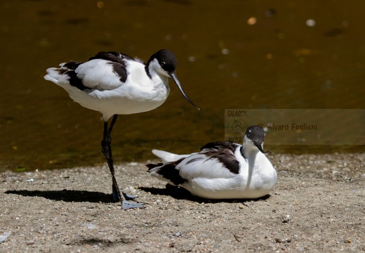 AVOCETTA - Avocet - Recurvirostra avosetta - Luogo: Parco della Salina di Cervia (RA) - Autore: Alvaro 