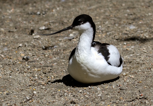 Avocetta